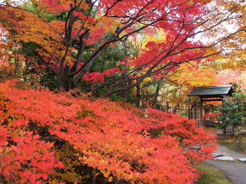 庭の紅葉