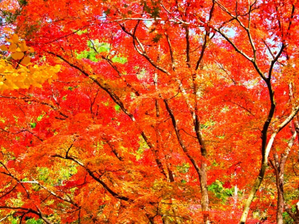 紅葉した風景