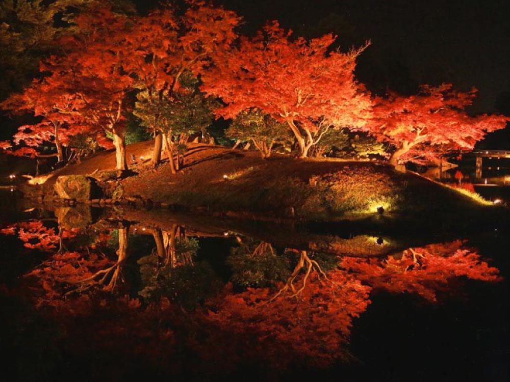 夜の紅葉