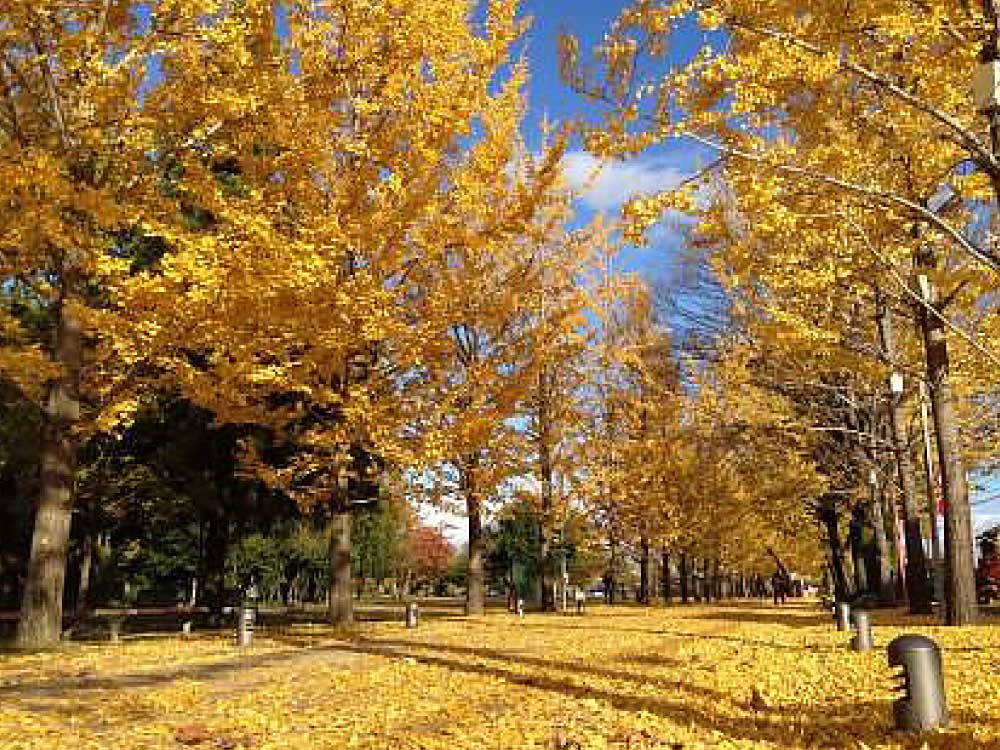 銀杏と公園