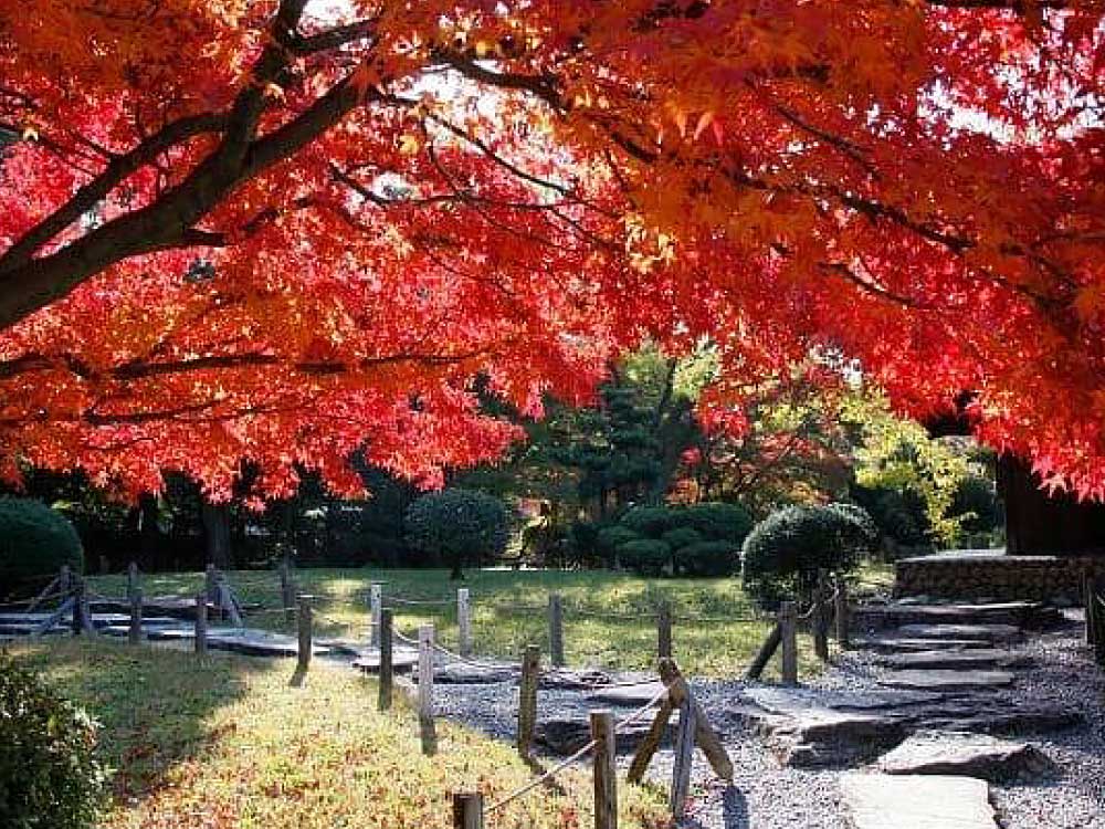 紅葉と日本庭園