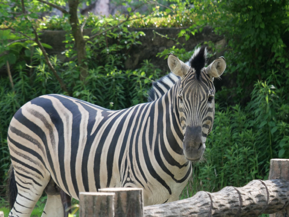 東山動物園